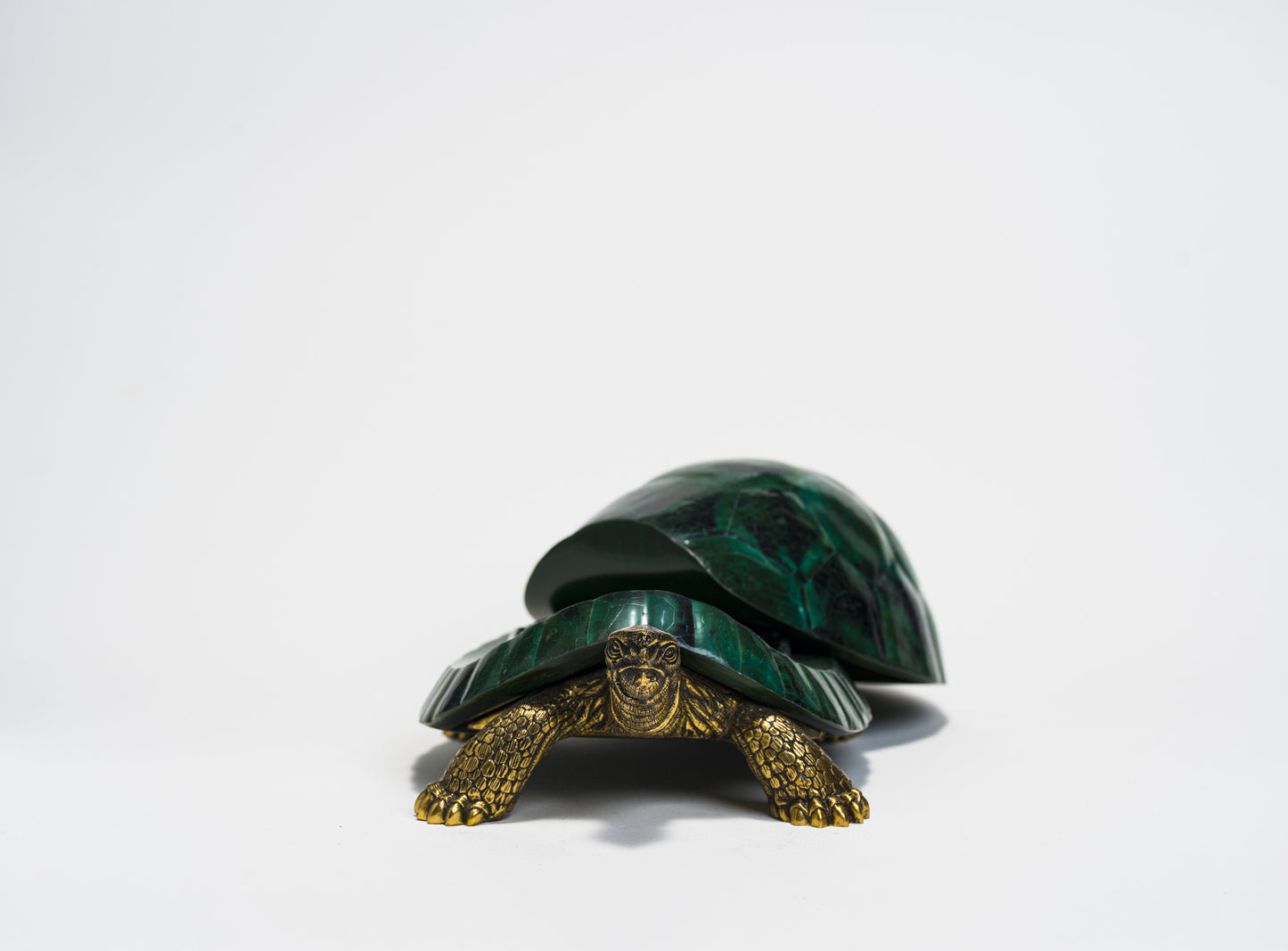Sulcata Turtle in Green Penn Shell