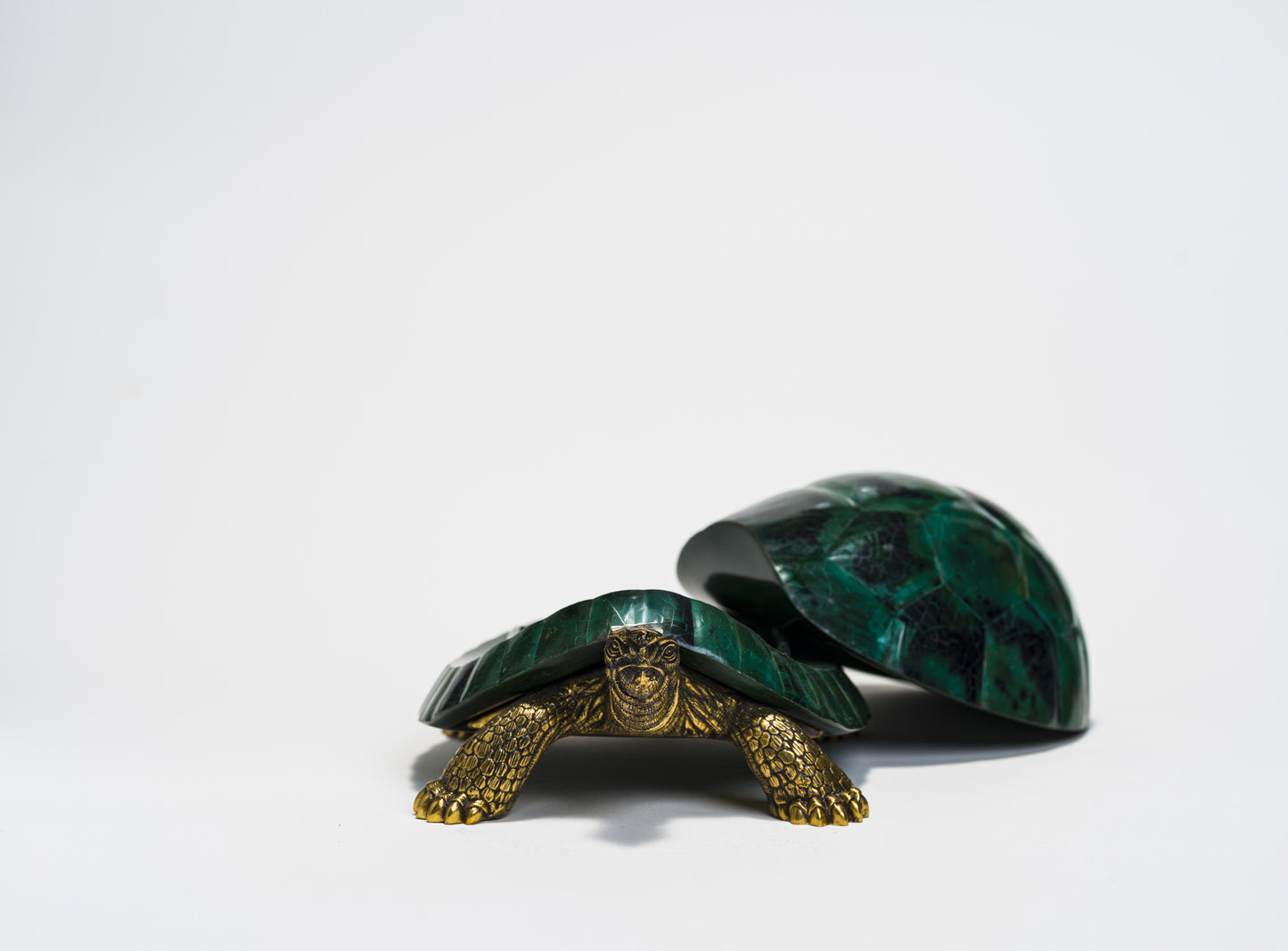 Sulcata Turtle in Green Penn Shell