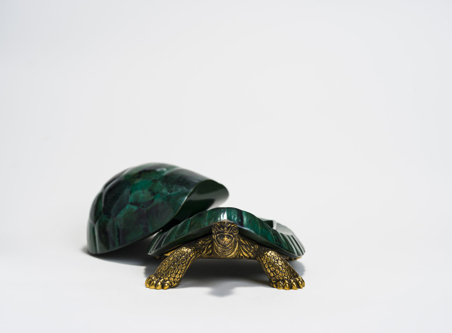 Sulcata Turtle in Green Penn Shell
