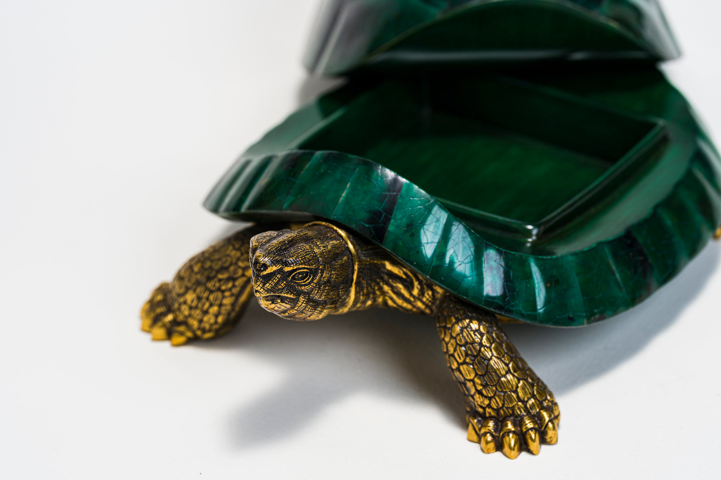 Sulcata Turtle in Green Penn Shell