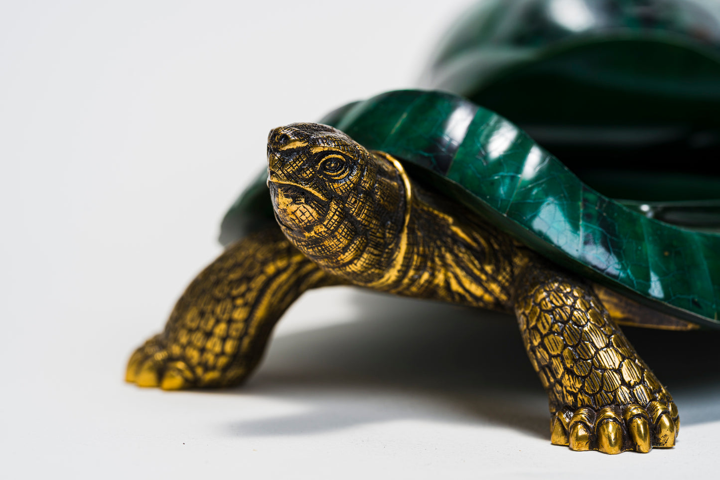 Sulcata Turtle in Green Penn Shell