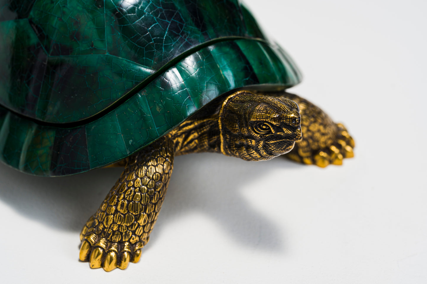 Sulcata Turtle in Green Penn Shell