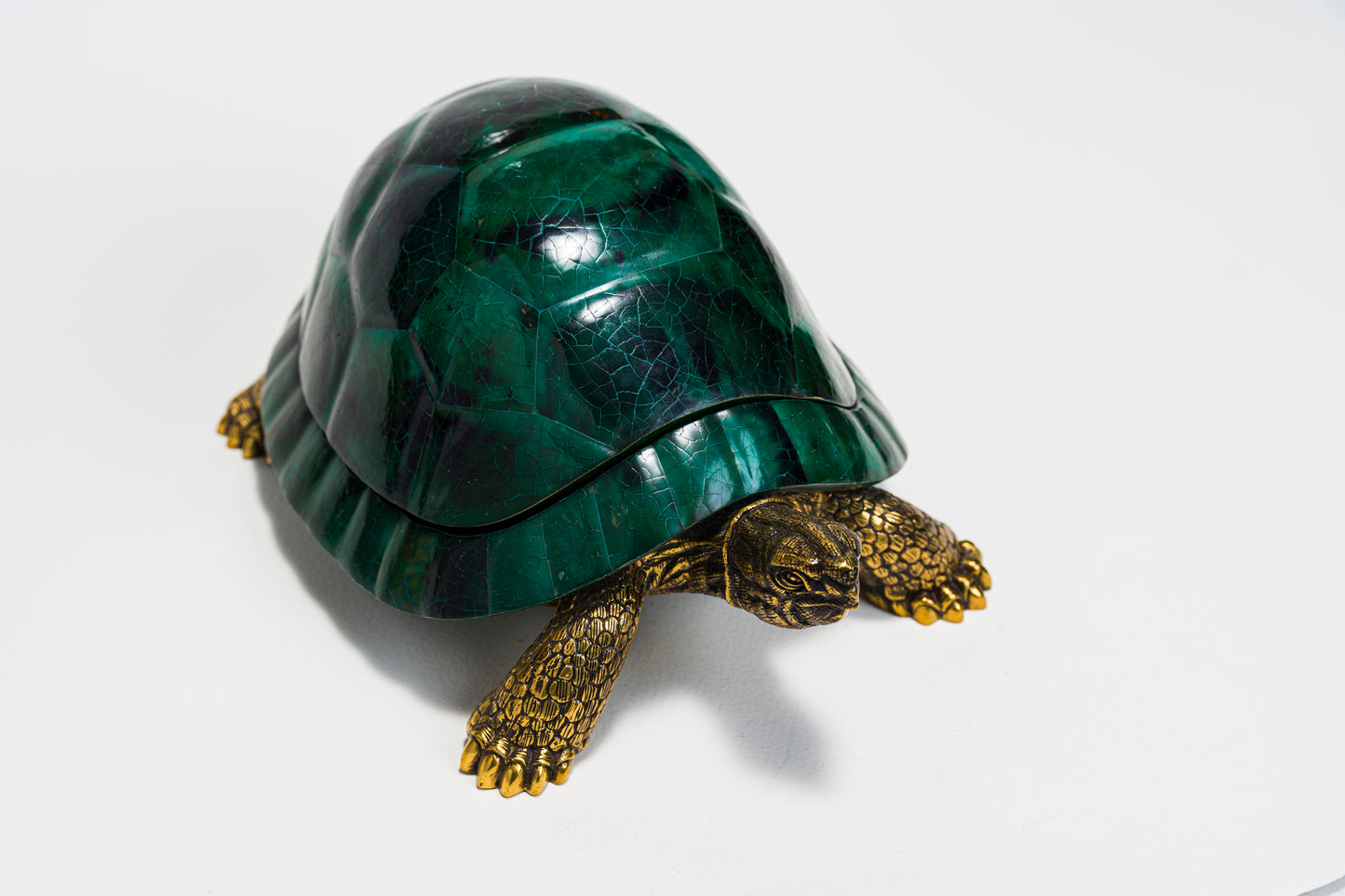 Sulcata Turtle in Green Penn Shell