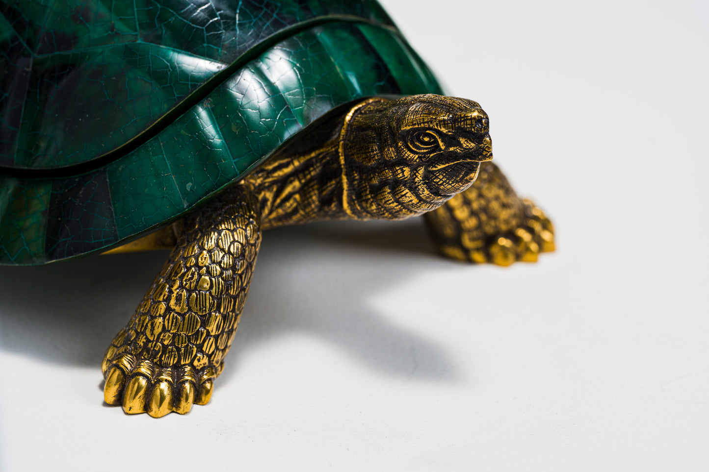 Sulcata Turtle in Green Penn Shell