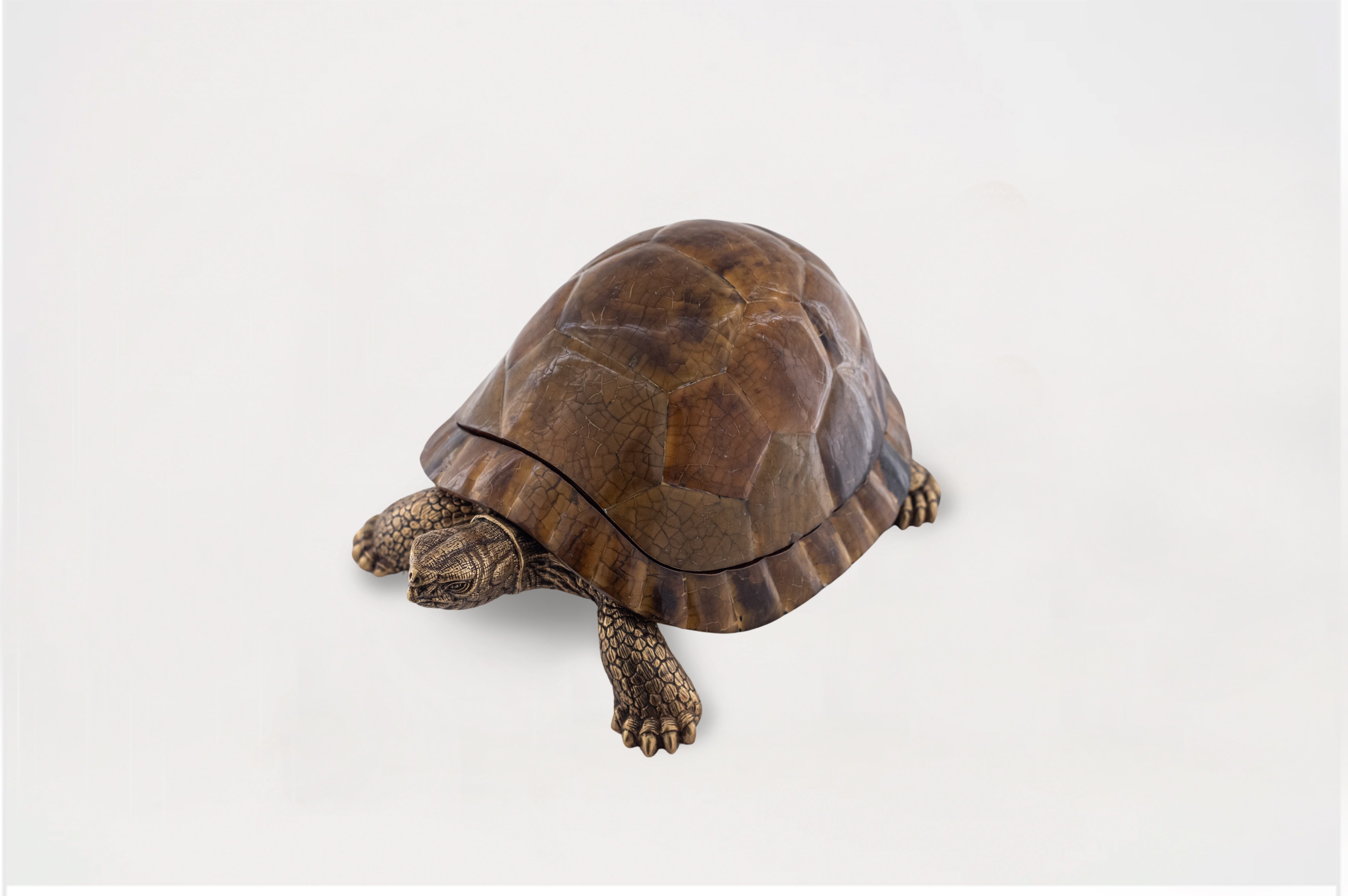 Tiger Vs Turtle Shell Sulcata Turtle in Tiger Penn Shell – Neil Felipp