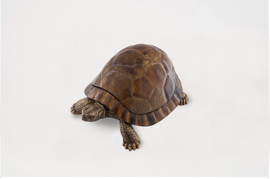 Sulcata Turtle in Tiger Penn Shell