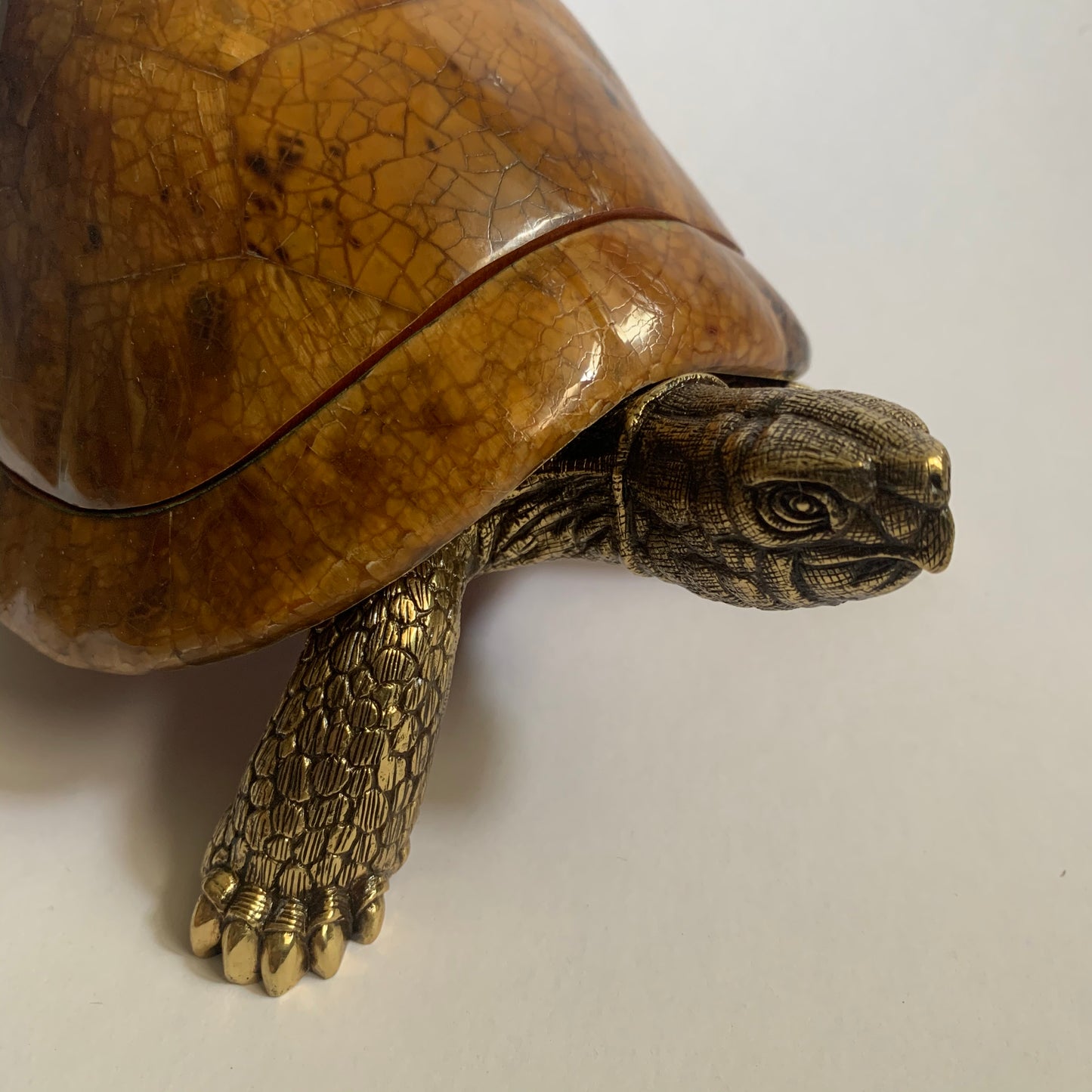 Sulcata Turtle in Tiger Penn Shell